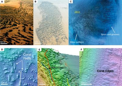 Spatial Self-Organization as a New Perspective on Cold-Water Coral Mound Development